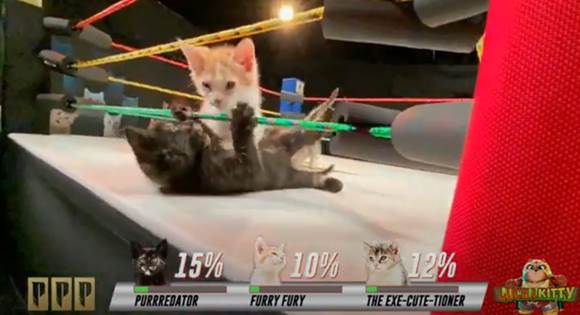 Pechanga Resort Casino Purr-tners With Local Animal Shelter for Most Recent  Slot Promo, Looks to Bring Awareness to Urgent Need for Kitten Adoptions -  Tribal Gaming and Hospitality Magazine